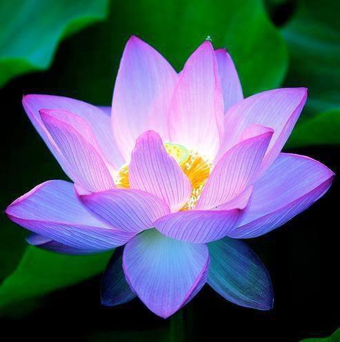 Purity of the Lotus